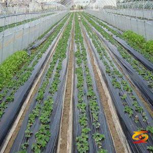 the difference of black and white mulch film the difference of black and white mulch film